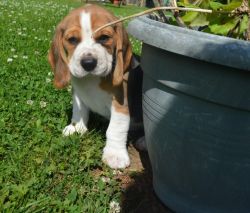 Beagle Puppies For Sale In