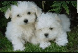 Maltese/bichon Puppies For Sale