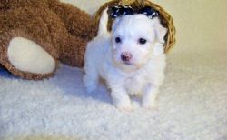 Pure White Maltese Puppies For Sale