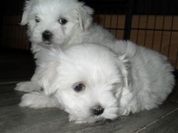 Lovely male and female Maltese pups ready to meet their new homes.