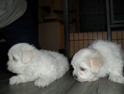 Beautiful Maltese puppies ready to meet their new homes!