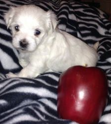Quality Maltese Puppies For Sale