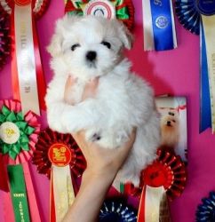 Tiny Show Quality T-Cup Maltese Puppies