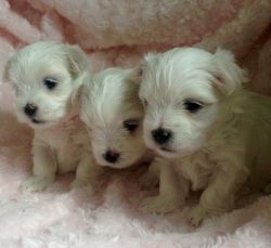 Tiny Show Quality Maltese Puppies Share Tweet +1 Pin it