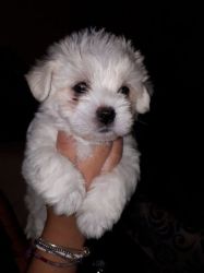 Beautiful Maltese Puppy For Sale