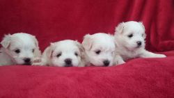 Teacup maltese puppies for sale.