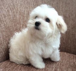Beautiful Maltese X Bolognese Puppies
