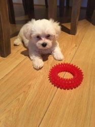 Gorgeous Maltese Puppies looking for new home