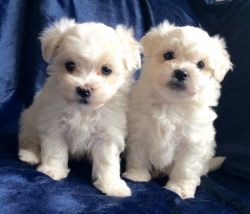 CUTE MALTESE PUPPIES FOR SALE