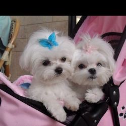 Teacup Maltese, Teacup Maltese puppies, Teacup Maltese For Sale,
