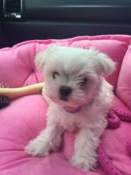 Adorable Kennel Club Registered Maltese Puppy