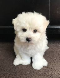 Maltese puppies available for sale (xxx)-xxx-xxxx