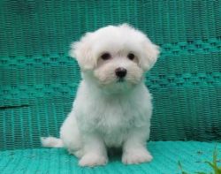 Full Pedigree Healthy Maltese Puppies brought up