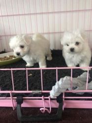 Absolutely Beautiful Maltese Puppies