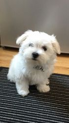 Beautiful Maltese Puppies For Sale. Ready Now.