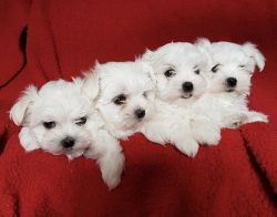 Maltese Girl Puppies For Sale