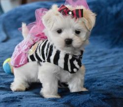 Gorgeous Teacup Maltese puppies For Sale