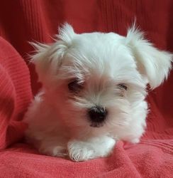 available maltese puppies both males and females