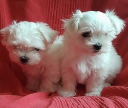(Maltese) Puppies For Sale