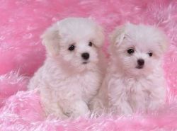 Pure breed Maltese puppy with good white for sale