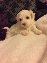 Gorgeous Maltese Puppy's For Sale!!!