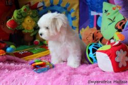 Enchanting Rare Mi-ki Boy Puppy Available