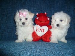 Male and female Maltese Puppies for adoption