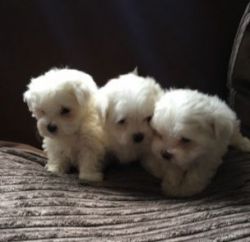 Adorable Maltese Puppies For New Home!!