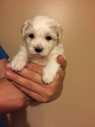 Gorgeous Tiny Kc Maltese I Can Hold If On Holiday