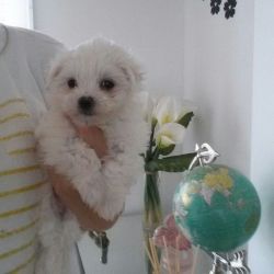 Very Tiny T-cup Maltese Terrier