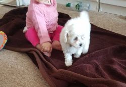 Beautiful Maltese Puppies For Sale. One Boy Left!!