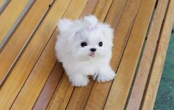 Lovely Maltese Puppies Available.