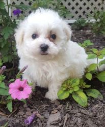 AKC Playful Maltese Puppies For Sale