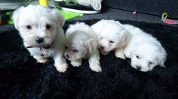 Cute maltese puppies