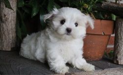 Adorable Maltese puppies. Text Us (xxx) xxx-xxx7