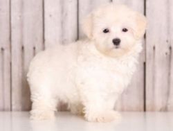 Adorable Maltese puppies male and female