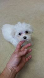 Maltese Puppies Teacup and Toys