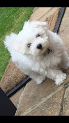 Maltipom Puppies 1 Girl 2 Boys For Sale 2 Left