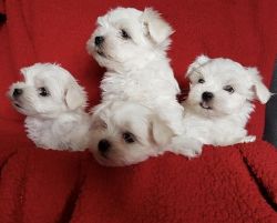 Very Cute Maltese X Chihauhua Puppies