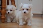Maltese Pups for Adoption - 11 Weeks Old