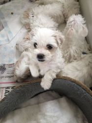 Maltese Pup ..male Boy Pup All Sold Now..