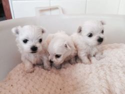 Maltese / Malchi Puppies