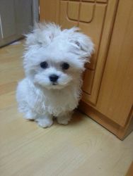 Nice and Healthy Maltese Puppies Available