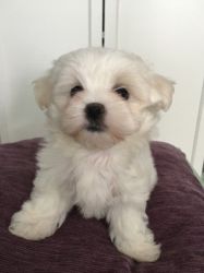 Beautiful Little Maltese Boy Puppy Kc Reg