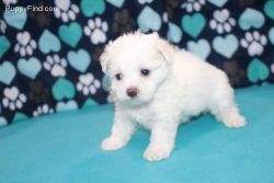 Awesome Maltese Puppy