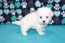 Maltese Puppy For You