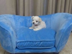 Beautiful Maltese Puppies Looking For Forever Home