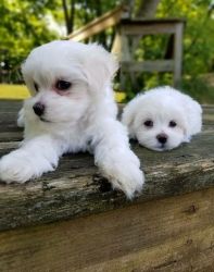 Absolutely Beautiful White Maltese puppies