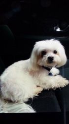 Beautiful Maltese Puppies for sale