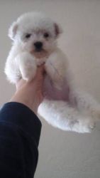 cute maltese puppy for rehoming